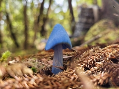Entoloma hochstetteri