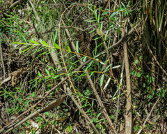 Pimelea axiflora