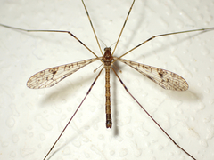 Austrolimnophila argus