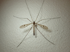 Austrolimnophila argus