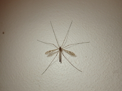 Austrolimnophila argus