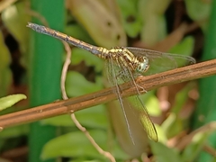 Orthetrum luzonicum