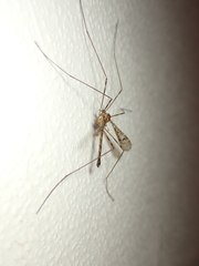 Austrolimnophila argus