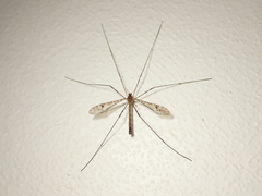 Austrolimnophila argus