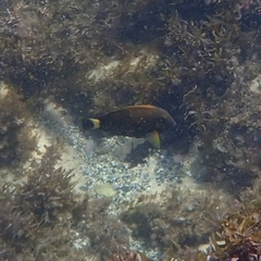 Acanthurus dussumieri