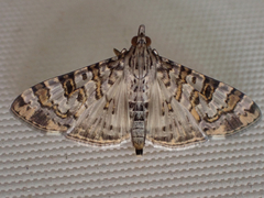 Dysallacta negatalis