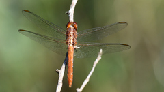 Orthemis discolor