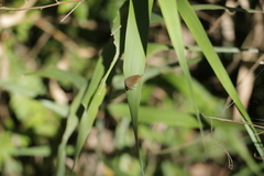 Jamides bochus formosanus