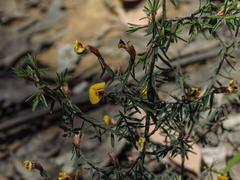 Pultenaea reflexifolia