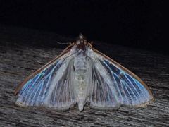 Cydalima