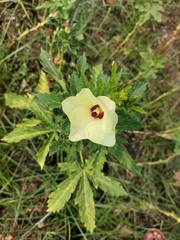 Abelmoschus esculentus