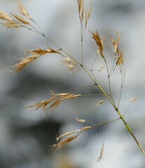 Pentameris viscidula