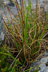 Pentameris viscidula