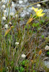 Bobartia filiformis