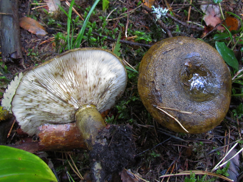 Ugly Milkcap