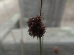 Juncus hesperius