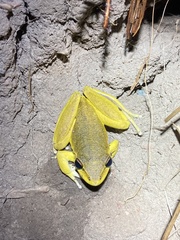 Ranoidea lesueuri