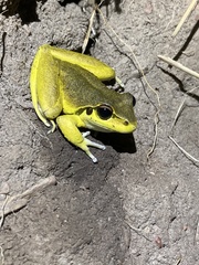 Ranoidea lesueuri