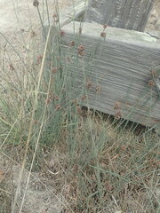 Juncus hesperius