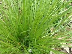Carex muehlenbergii