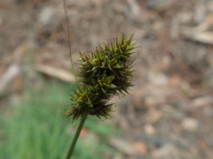 Carex muehlenbergii