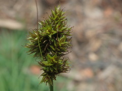 Carex muehlenbergii
