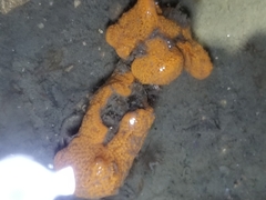 Botrylloides violaceus