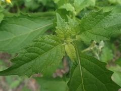Solanum douglasii