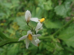 Solanum douglasii