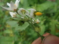 Solanum douglasii