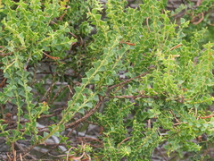 Acacia littorea