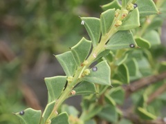 Acacia littorea