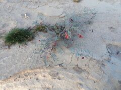 Astragalus insularis harwoodii