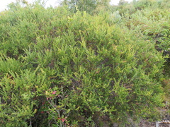 Acacia littorea