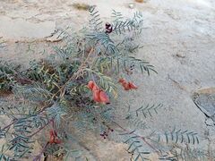 Astragalus insularis harwoodii