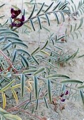 Astragalus insularis harwoodii