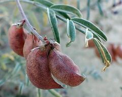 Astragalus insularis harwoodii