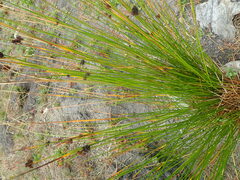 Juncus hesperius