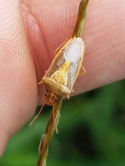 Oebalus