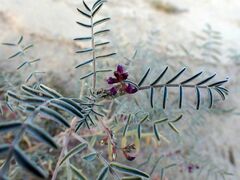 Astragalus insularis harwoodii