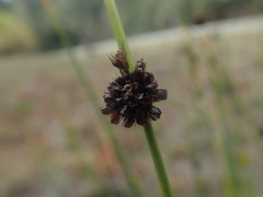 Juncus hesperius