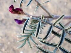 Astragalus insularis harwoodii