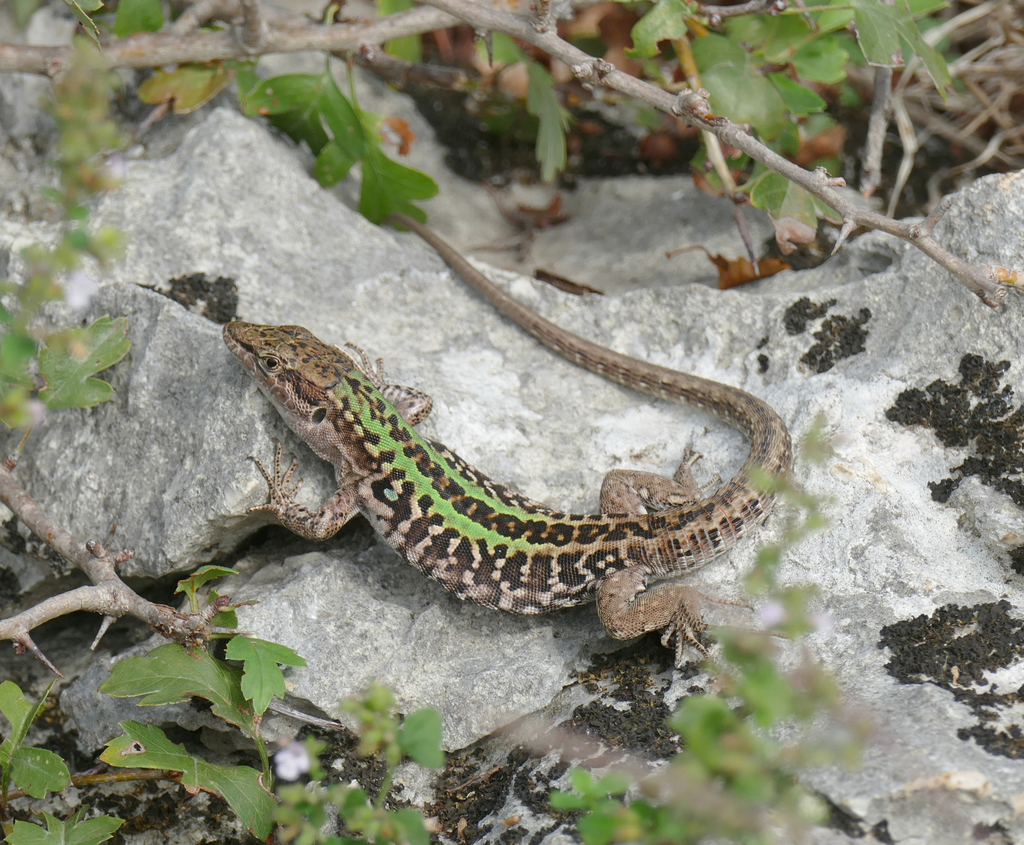 Italian Wall Lizard