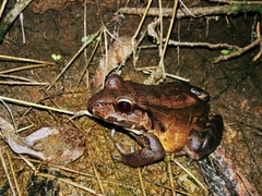 Leptodactylus savagei