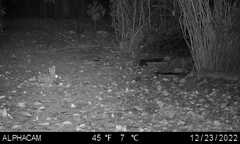 Sylvilagus audubonii