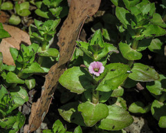 Gratiola peruviana