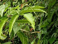 Dendrelaphis kopsteini