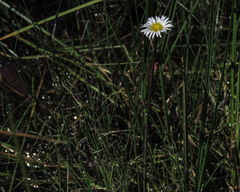 Allittia cardiocarpa