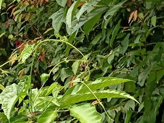 Dendrelaphis kopsteini