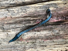 Caenoplana